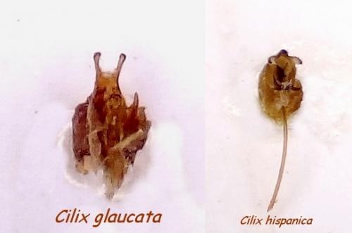 Cilix sp.