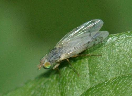 Réf. 108 506 : Acanthiophilus helianthi