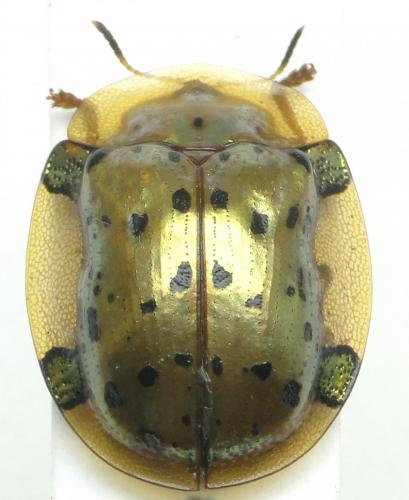 Aspidimorpha nigropunctata