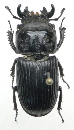 Réf. 108 708 : Nigidius grandis