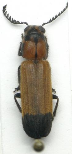 Tenerus sp.