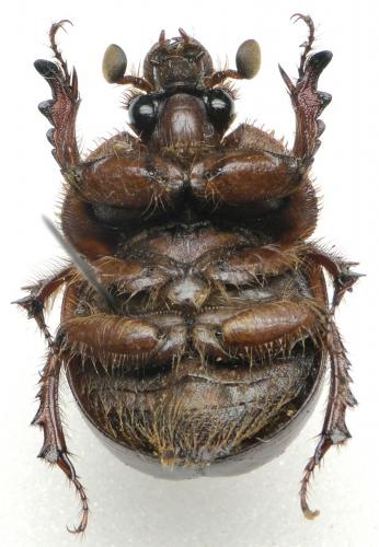 Bolbaffer bremeri
