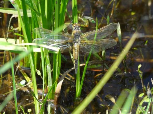 Réf. 108 275 : Libellula quadrimaculata