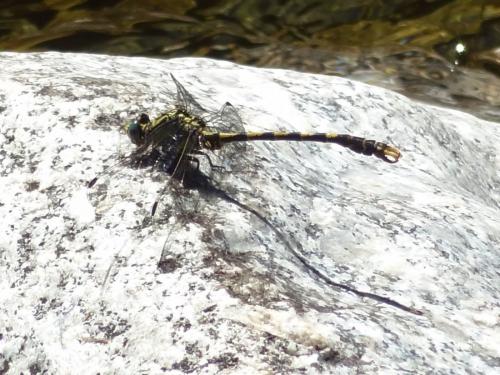 Onychogomphus uncatus