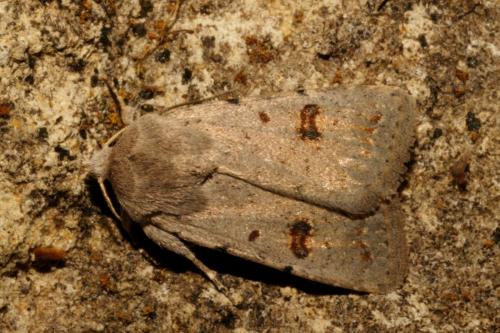 Caradrina kadenii