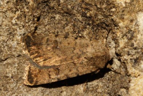 Caradrina clavipalpis