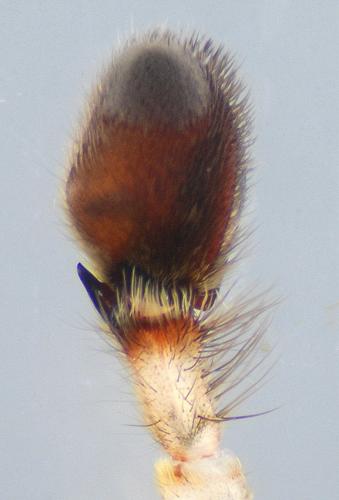 Zoropsis spinimana