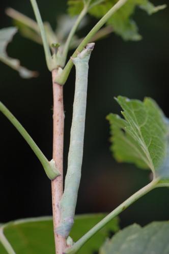 Biston betularia