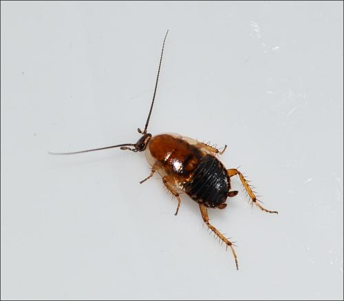 Ectobius sp.