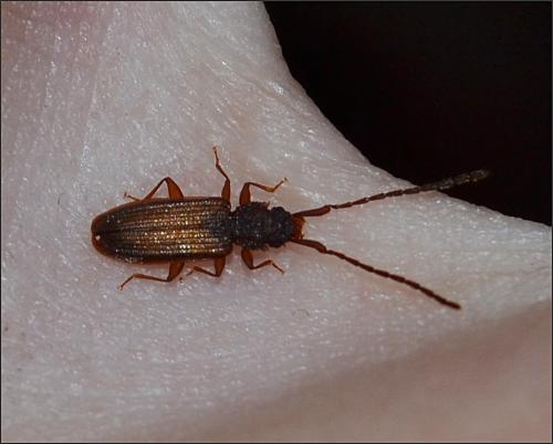 Uleiota planatus