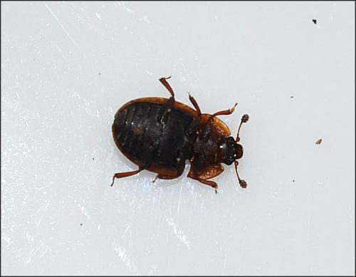 Omosita sp.