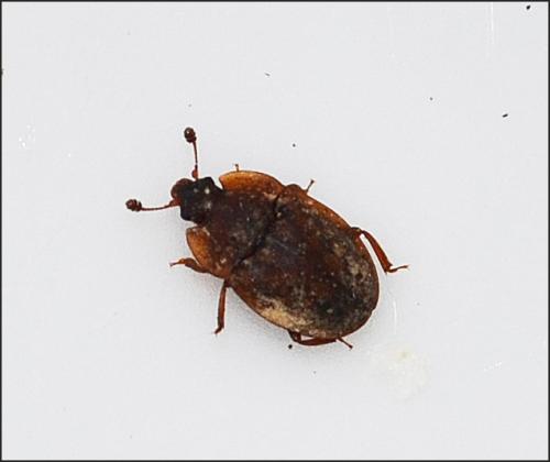 Omosita sp.