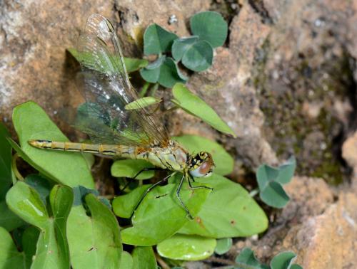 Sympetrum fonscolombii