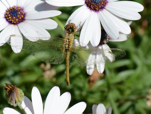 Sympetrum fonscolombii