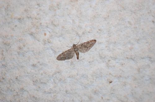 Eupithecia sp.