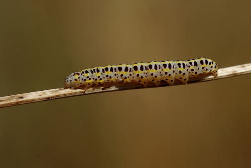 Calophasia opalina