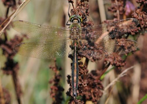 Somatochlora metallica
