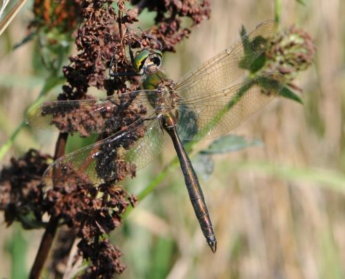 Somatochlora metallica