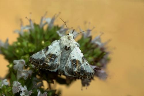 Calophasia opalina