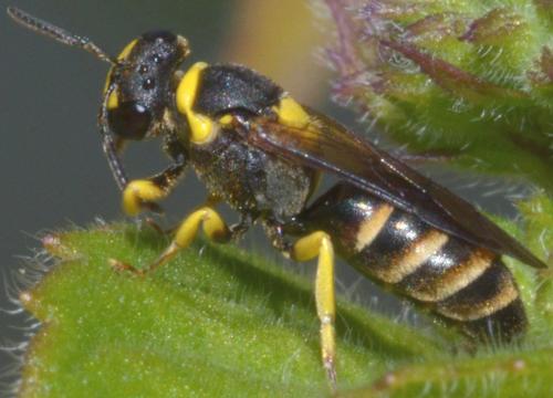 Hylaeus pictus