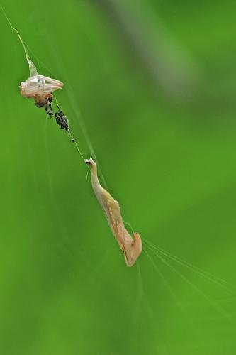Arachnura sp.