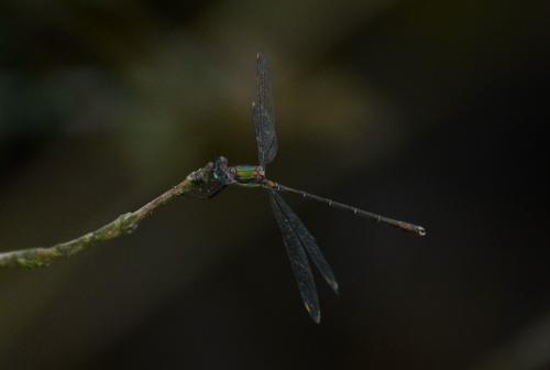 Chalcolestes viridis