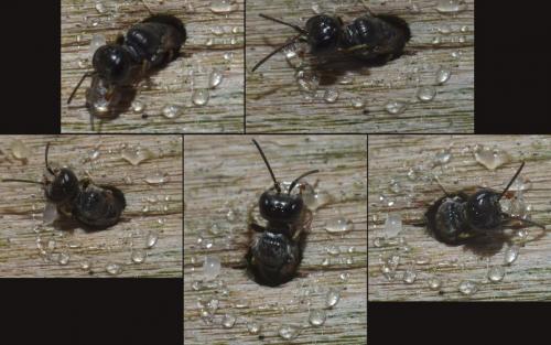 Passaloecus sp.