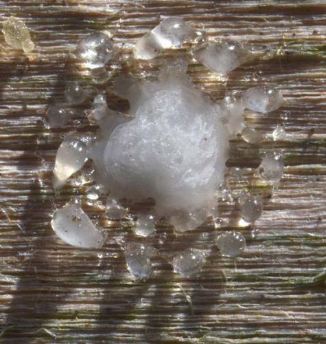 Passaloecus sp.