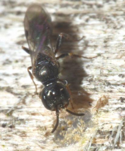 Passaloecus sp.