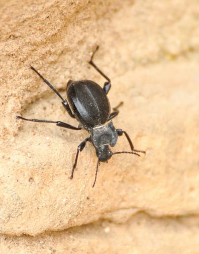 Réf. 108 912 : Akis sp.