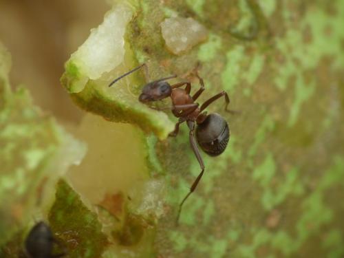 Réf. 108 814 : Formica rufibarbis