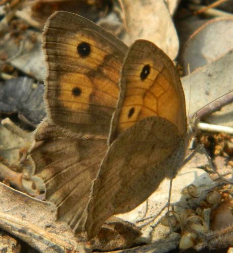 Hyponephele sp.