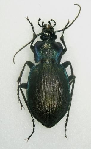 Réf. 108 128 : Carabus amplipennis amplipennis