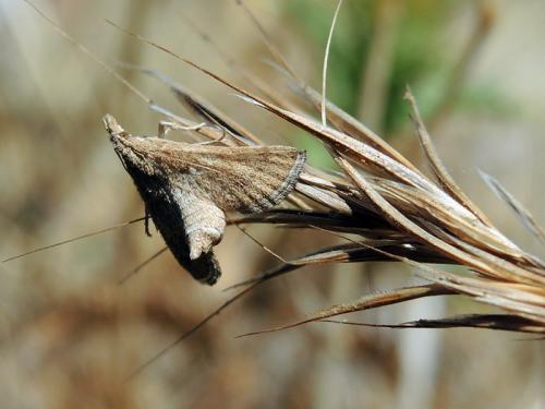 Metasia ibericalis