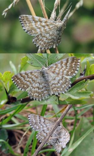 Scopula sp.