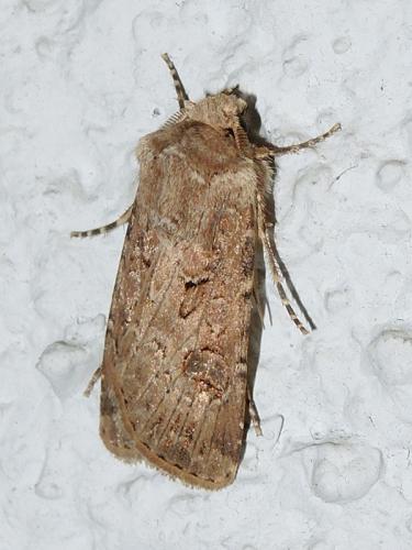 Réf. 108 430 : Agrotis bigramma