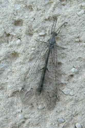 Réf. 108 322 : Neuroleon sp.