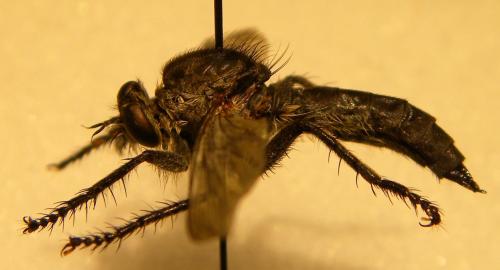 Réf. 108 047 : Machimus arthriticus
