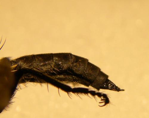 Réf. 108 048 : Machimus arthriticus