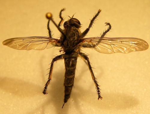 Réf. 108 046 : Machimus arthriticus