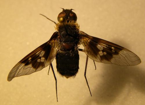 Réf. 108 109 : Thyridanthrax sp.