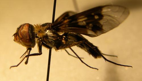 Réf. 108 110 : Thyridanthrax sp.