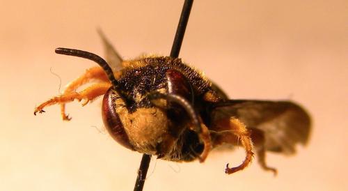 Anthidiellum strigatum