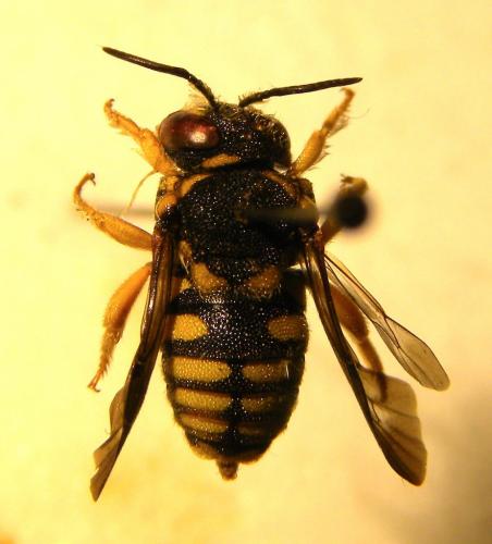 Réf. 108 934 : Anthidiellum strigatum