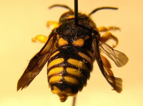 Anthidiellum strigatum