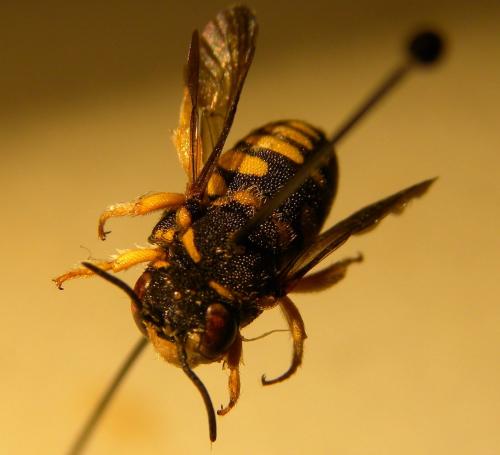 Anthidiellum strigatum