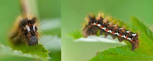 Acronicta rumicis