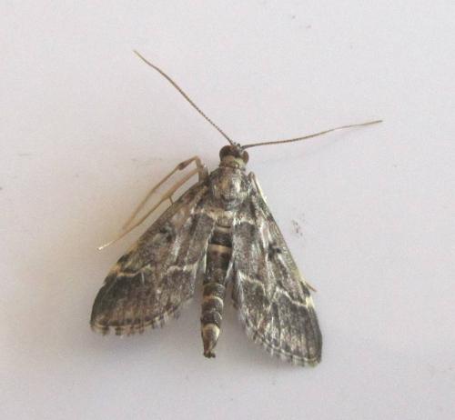 Réf. 108 747 : Duponchelia fovealis