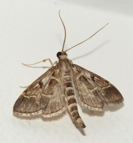 Réf. 108 807 : Duponchelia fovealis