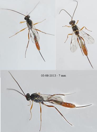 Réf. 108 986 : Campopleginae inconnu
